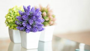 Indoor gardening; Find fragrance and beauty in flowering houseplants
