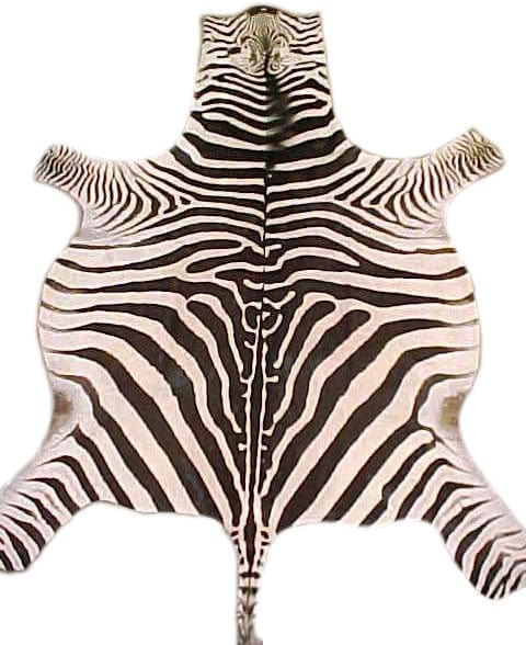 Nguni Zebra Natural Skin - MHC World (2061539835993)