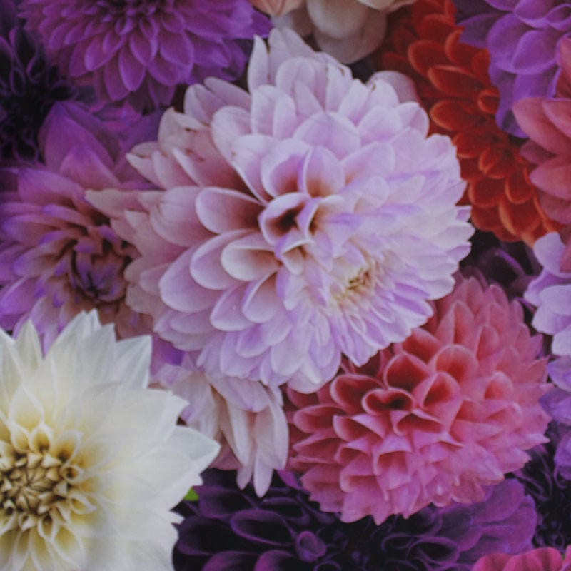 CANVAS Dahlia Mauve canvas 140cm (6959830597721)