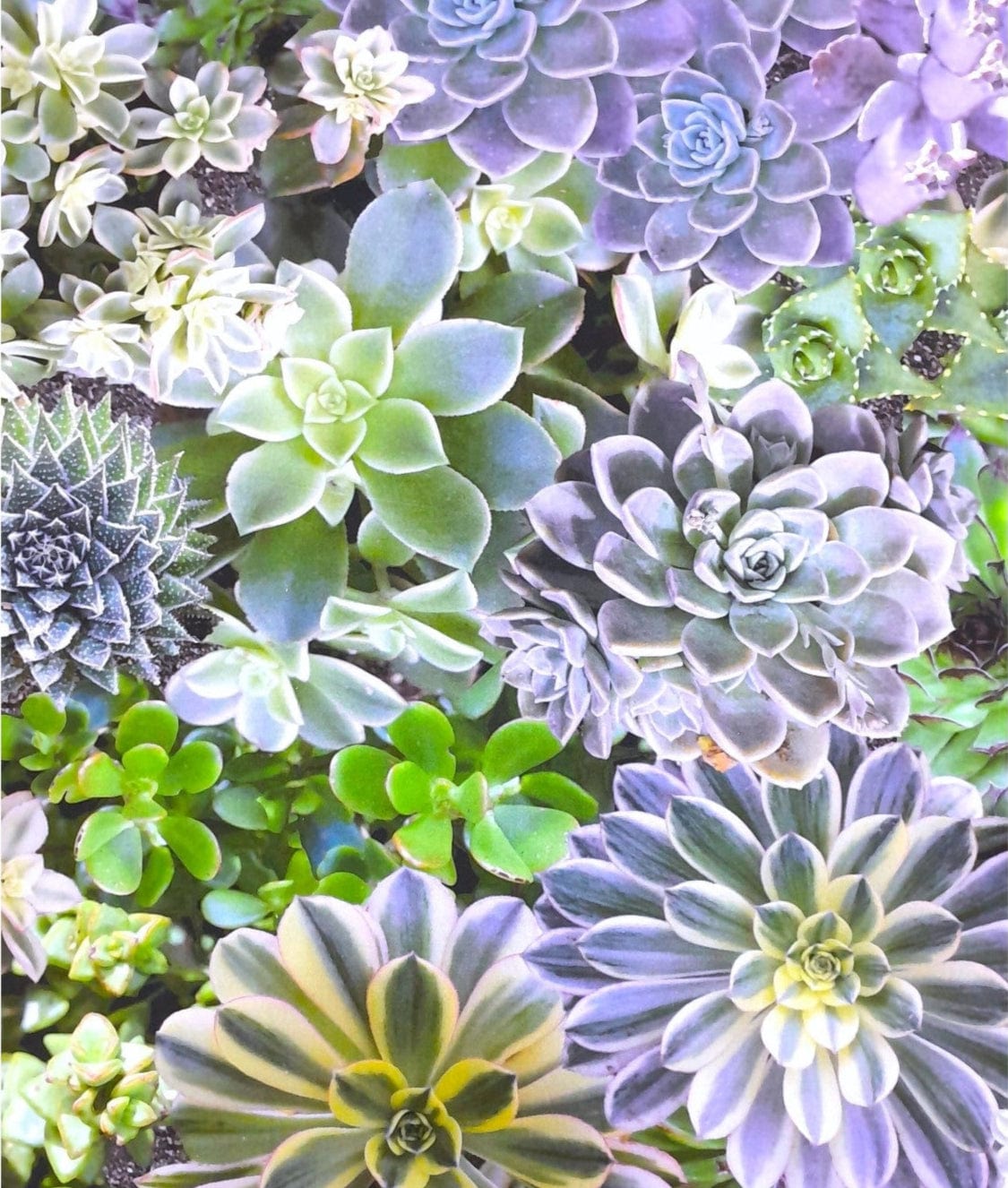 Sugar Textiles Printed Fabric Fabric Printed Succulents Floral Blue 140 cm