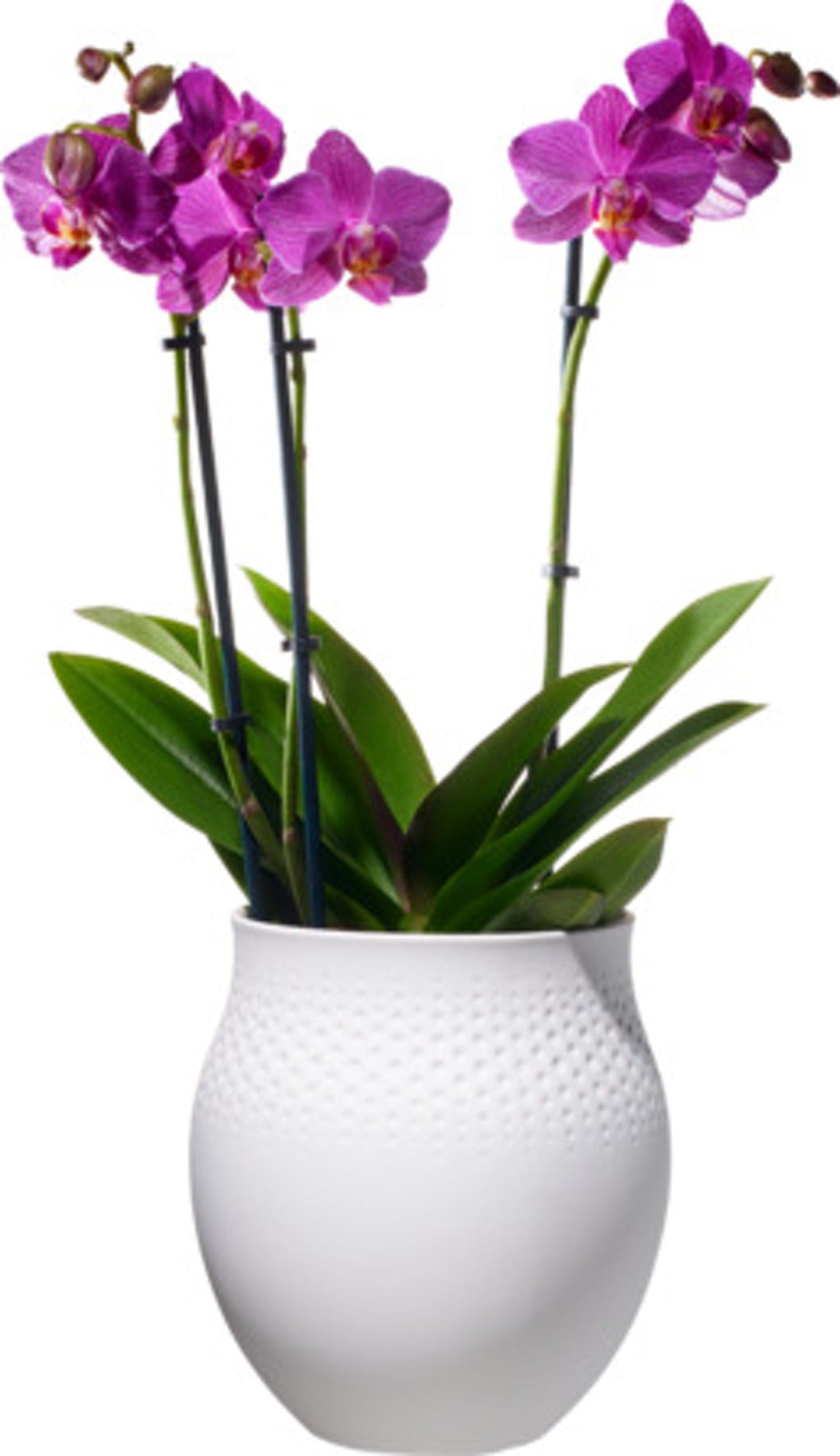 Villeroy & Boch VASE Collier Blanc Vase Blanc Large VB1016815511 (7303169507417)