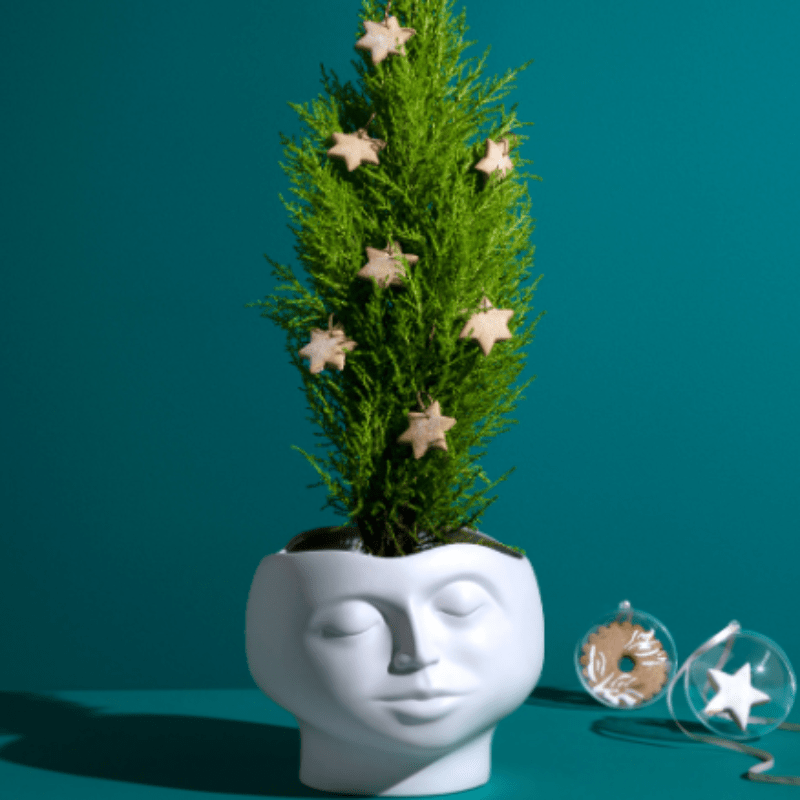 Carrol Boyes VASE Carrol Boyes Bowl Large Enigma 0P-BL-ENI (6821765578841)