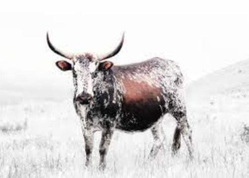 NGUNI rugs Nguni Natural Hide Rug Skin Grade A (2061580894297)