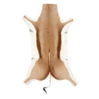 SPRINGBOX rugs Springbok Natural Skin Rug Grade A (2061587644505)
